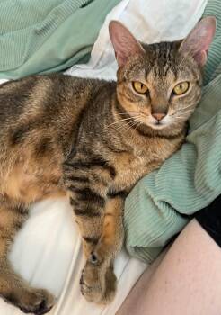 Domestic Short Hair Cats Available for Adoption - Bologna | PetCurious