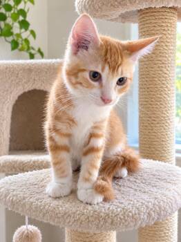Ringo -  Domestic Short Hair Cat for Adoption in Ephrata, Washington - Ringo | PetCurious