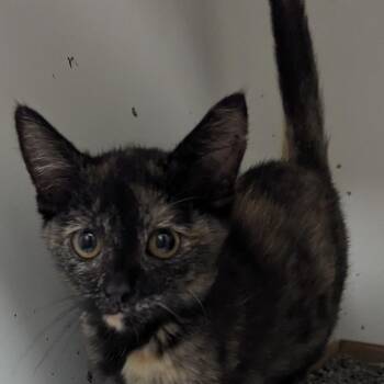 Francis -  Domestic Short Hair Cat for Adoption in Jeffersonville, Indiana - Francis | PetCurious