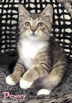 Dewey -  Domestic Medium Hair and Domestic Short Hair Cat for Adoption in Mason, Michigan - Dewey | PetCurious