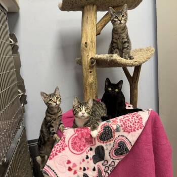 Domestic Short Hair Cats Available for Adoption - Centaur | PetCurious