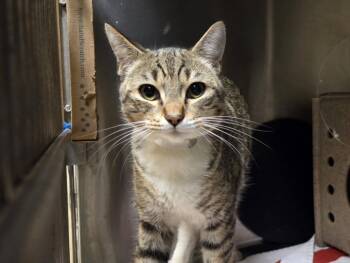 Domestic Short Hair Cats Available for Adoption - STRIKER | PetCurious