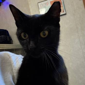 Oxford -  Domestic Short Hair Cat for Adoption in Otisfield, Maine - Oxford | PetCurious