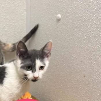 Magpie -  Domestic Short Hair Cat for Adoption in New York, New York - Magpie | PetCurious