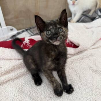Domestic Short Hair Cats Available for Adoption in Jacksonville, Florida - Cherry | PetCurious