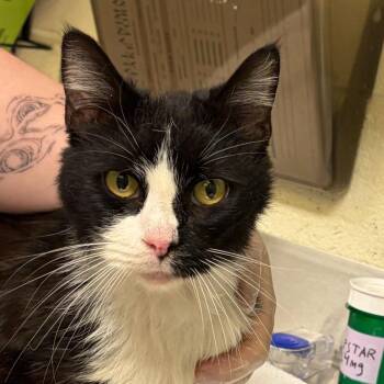 Rome -  Domestic Medium Hair Cat Available for Adoption in Asheville, North Carolina - Rome | PetCurious