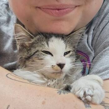 Rescue Domestic Medium Hair Cats for Adoption in Toledo, Ohio - Ruby | PetCurious