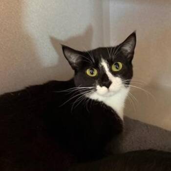 Domestic Short Hair Cats Available for Adoption in Washougal, Washington - Lilly | PetCurious