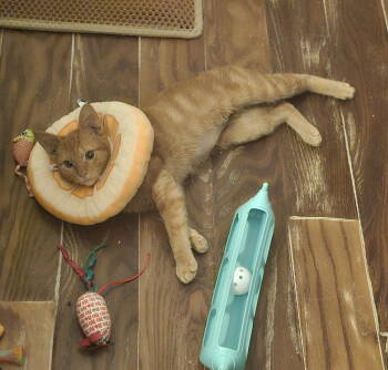 Rescue Domestic Short Hair Cats for Adoption in Apopka, Florida - Dundee 5.30.25 | PetCurious