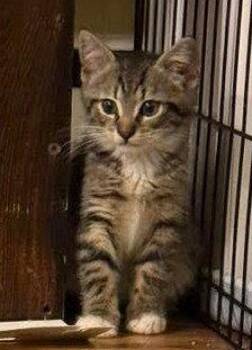 Mr Chip -  Domestic Short Hair Cat for Adoption in Lemoyne, Pennsylvania - Mr Chip | PetCurious