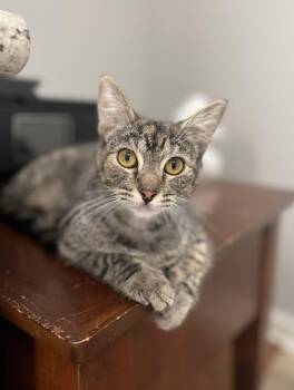 Domestic Short Hair Cats Available for Adoption in Gulfport, Mississippi - Flutter | PetCurious