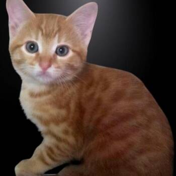 Brown -  Domestic Short Hair Cat for Adoption in Green Bay, Wisconsin - Brown | PetCurious