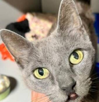 Beverly -  Domestic Short Hair Cat for Adoption in Dayton, Minnesota - Beverly | PetCurious