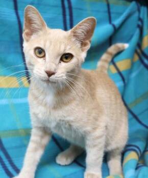 William -  Domestic Short Hair Cat for Adoption in Thief River Falls, Minnesota - William | PetCurious