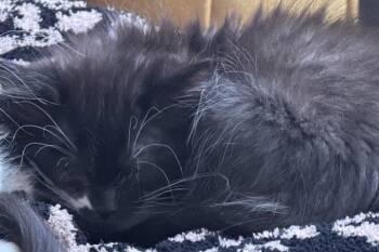 Spider-Cat -  Domestic Medium Hair Cat for Adoption in Salt Lake City, Utah - Spider-Cat | PetCurious