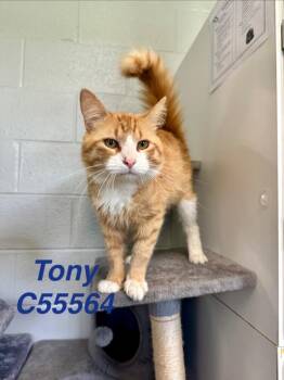 Tony -  Domestic Medium Hair Cat for Adoption in Clarksville, Tennessee - Tony | PetCurious