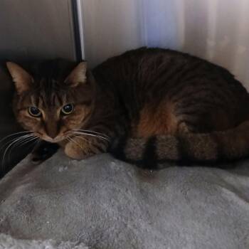 Domestic Short Hair Cats Available for Adoption - Baby Girl | PetCurious