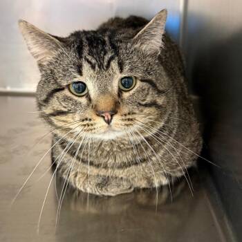Blimpy -  Domestic Short Hair Cat for Adoption in Council Bluffs, Iowa - Blimpy | PetCurious