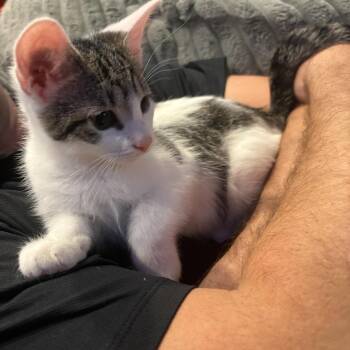 Rocky -  Tabby Cat for Adoption in Frederick, Maryland - Rocky | PetCurious