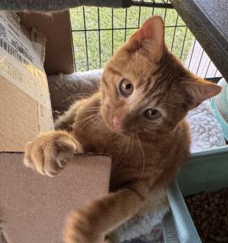 Domestic Short Hair and Tabby Cats Available for Adoption - Glow | PetCurious