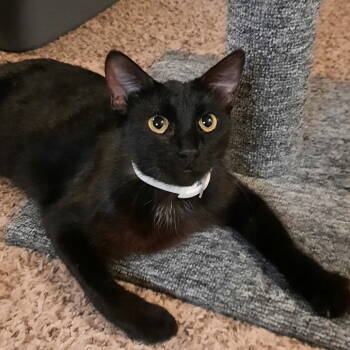 Rescue Domestic Short Hair Cats for Adoption in Dallas, Texas - Midnight | PetCurious