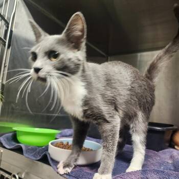 Miley -  Domestic Short Hair Cat for Adoption in Evensville, Tennessee - Miley | PetCurious