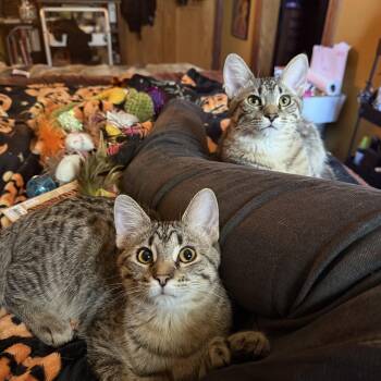 Extra Toes Cat Hemingway Polydactyl Cats Available for Adoption - Moldie & Goldie (bonded Brother/sister) | PetCurious