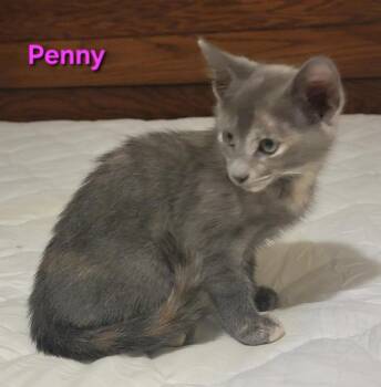 Rescue American Shorthair and Domestic Short Hair Cats for Adoption in Richardson, Texas - Penelope | PetCurious