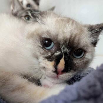 Sesame -  Snowshoe Cat Available for Adoption in Oakland, California - Sesame | PetCurious