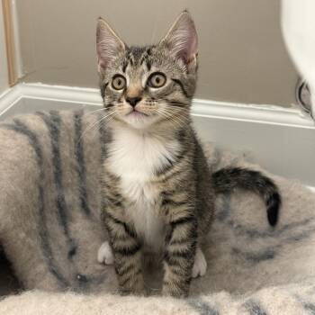 Hansen -  Domestic Short Hair Cat Available for Adoption in Fairfax Station, Virginia - Hansen | PetCurious