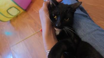 Leni -  Tuxedo Cat for Adoption in Los Angeles, California - Leni | PetCurious