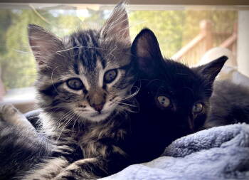 Rescue Domestic Medium Hair Cats for Adoption in St. Peters, Missouri - Juniper 14951BZ985113010260667MC | PetCurious