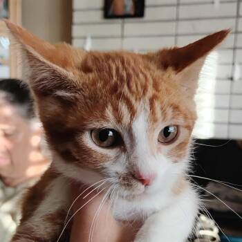 Fern -  Domestic Short Hair Cat for Adoption in Grantsville, Utah - Fern | PetCurious