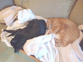 Champ & Bambi: Courtesy Post -  Domestic Short Hair Cat for Adoption in New York, New York - Champ & Bambi: Courtesy Post | PetCurious