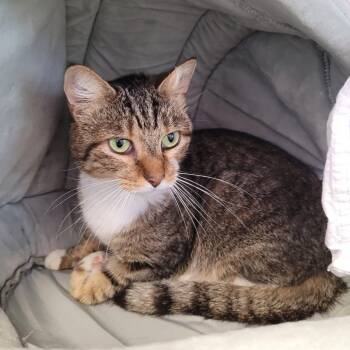Bon Chance -  Domestic Short Hair Cat for Adoption in Madisonville, Tennessee - Bon Chance | PetCurious