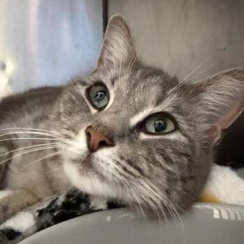 Sharkie -  Domestic Short Hair Cat Available for Adoption in Cumming, Georgia - Sharkie | PetCurious