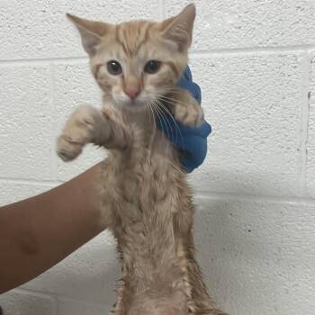 Jackie Chan -  Domestic Short Hair Cat for Adoption in Edinburg, Texas - Jackie Chan | PetCurious