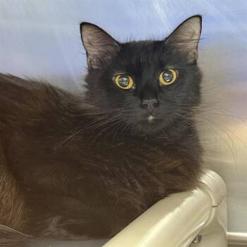 PINK BOW -  Domestic Short Hair Cat for Adoption in Las Vegas, Nevada - PINK BOW | PetCurious