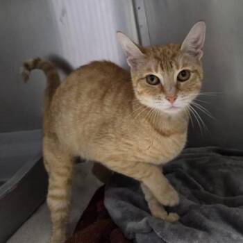 Creamsicle -  Domestic Short Hair Cat for Adoption in Worcester, Massachusetts - Creamsicle | PetCurious