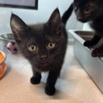 Angel -  Domestic Short Hair Cat for Adoption in Hailey, Idaho - Angel | PetCurious