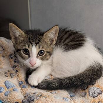 Madonna -  Domestic Short Hair Cat for Adoption in Buchanan Dam, Texas - Madonna | PetCurious