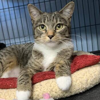 Domestic Short Hair Cats Available for Adoption - Eggsy | PetCurious
