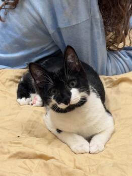 Rocky Road -  Domestic Short Hair Cat for Adoption in Sterling, Virginia - Rocky Road | PetCurious