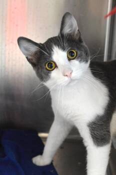 Mr. Rogers -  Domestic Short Hair Cat for Adoption - Mr. Rogers | PetCurious