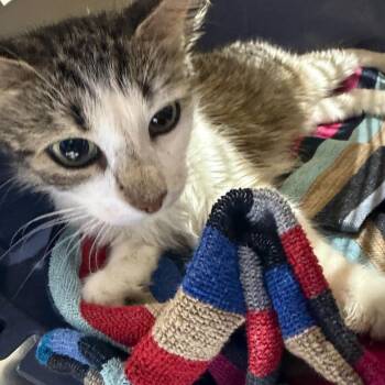 Duchess -  Domestic Short Hair Cat for Adoption in Milton, Florida - Duchess | PetCurious