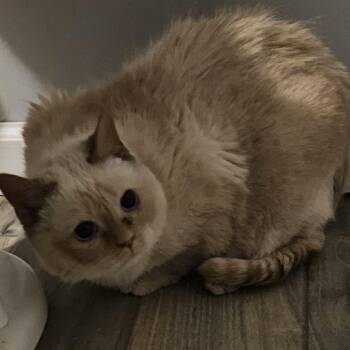 Domestic Short Hair and Siamese Cats Available for Adoption - Vidalia | PetCurious