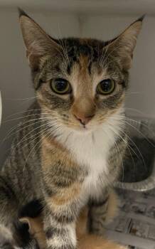 Domestic Short Hair Cats Available for Adoption in Henderson, North Carolina - Gracie | PetCurious