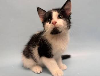 Mr. Cow -  Domestic Short Hair Cat for Adoption in Woodbury, Minnesota - Mr. Cow | PetCurious