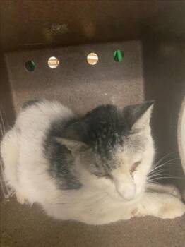 KITTY -  Domestic Short Hair Cat for Adoption in Woodland, California - KITTY | PetCurious