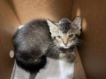 Domestic Short Hair Cats Available for Adoption in Dallas, Texas - PANTHER | PetCurious